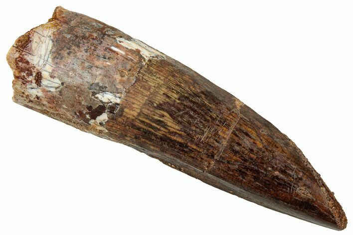 Fossil Spinosaurus Tooth - Real Dinosaur Tooth #329510